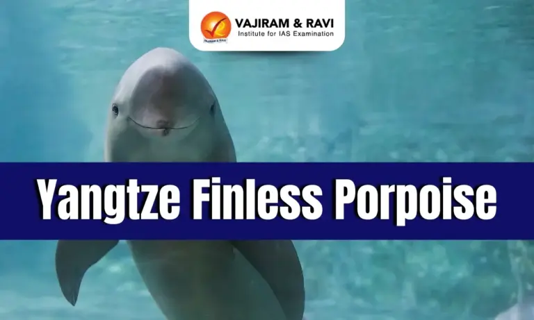 Yangtze Finless Porpoise