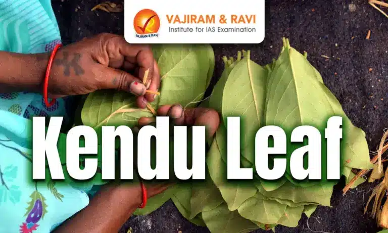 Kendu Leaf