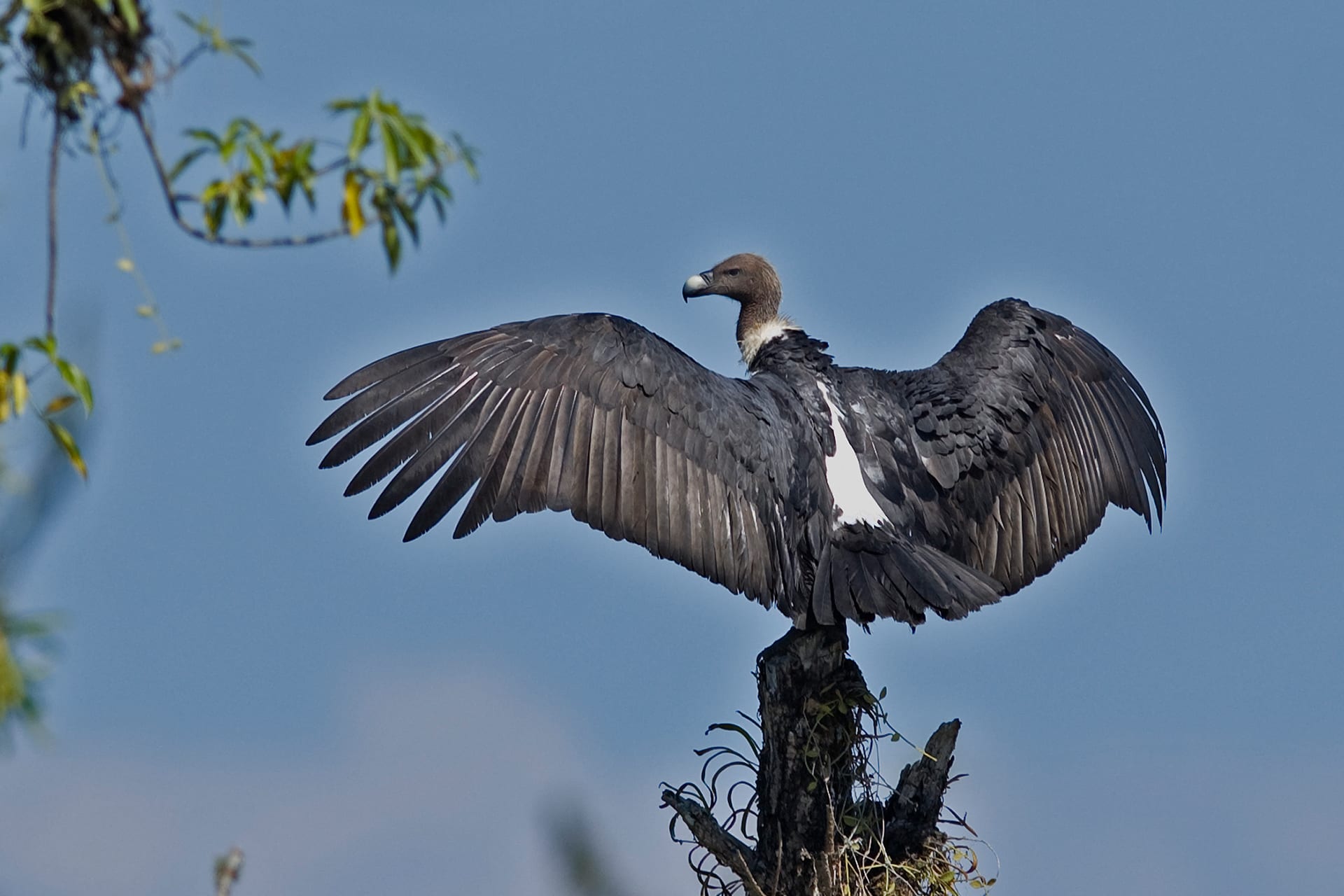 White-Rumped Vulture