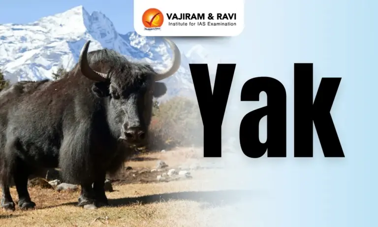 yak