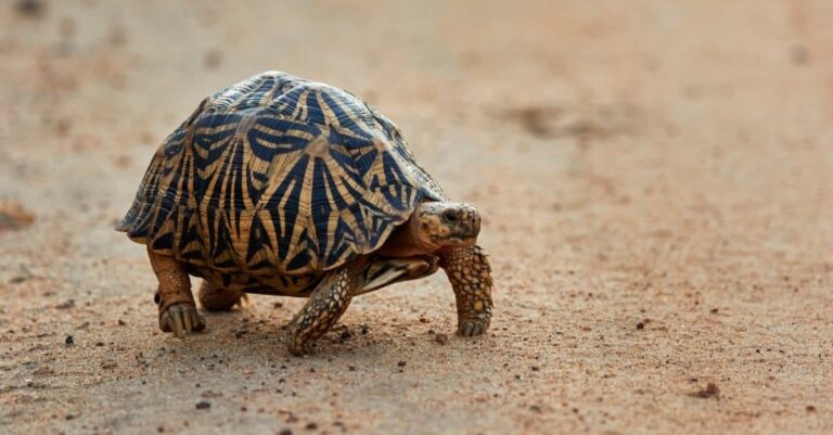 Key Facts about Indian Star Tortoise