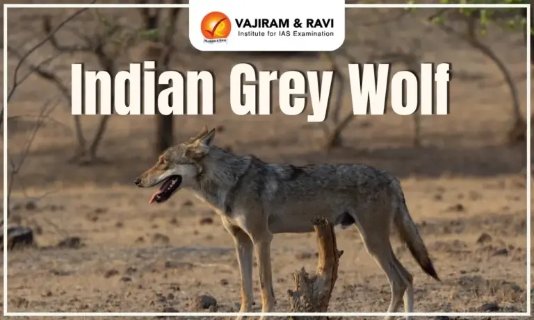 Indian Grey wolf
