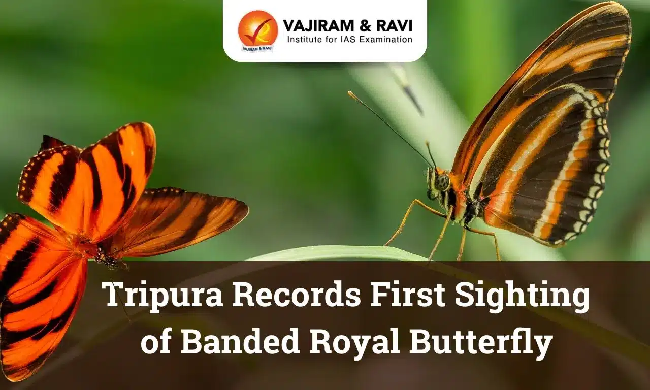 Banded Royal Butterfly