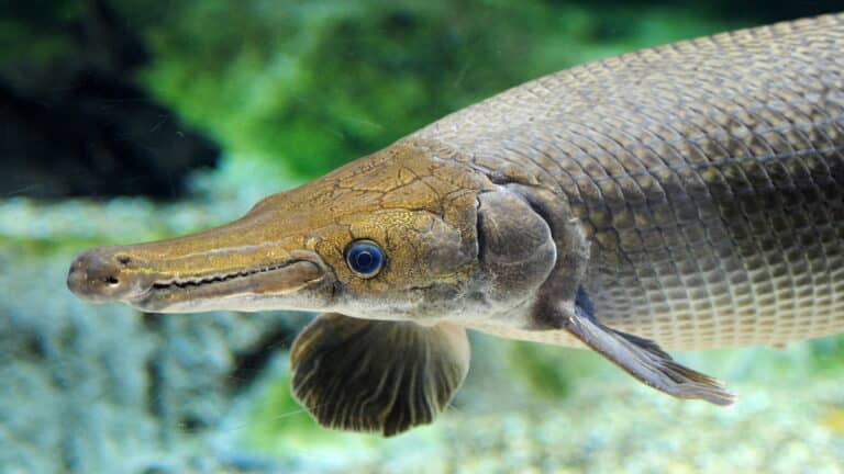 Alligator Gar Fish