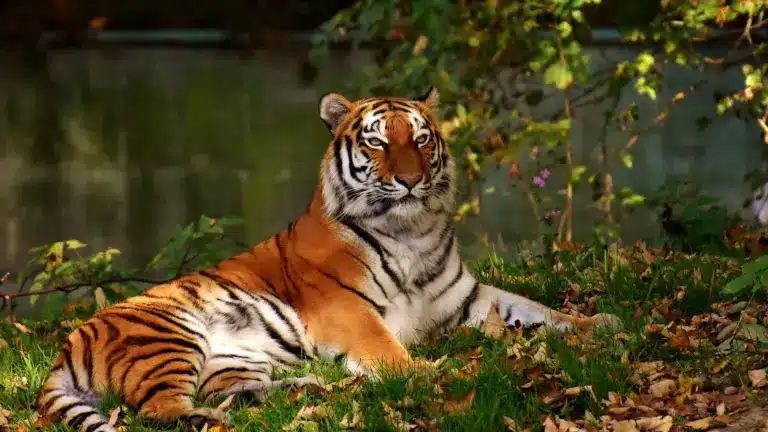 Amangarh Tiger Reserve