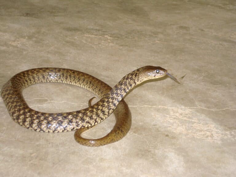 Asiatic Water Snake