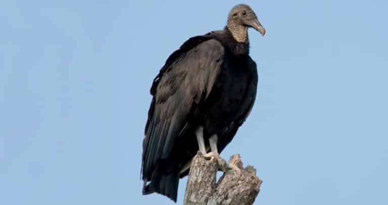 Black Vulture