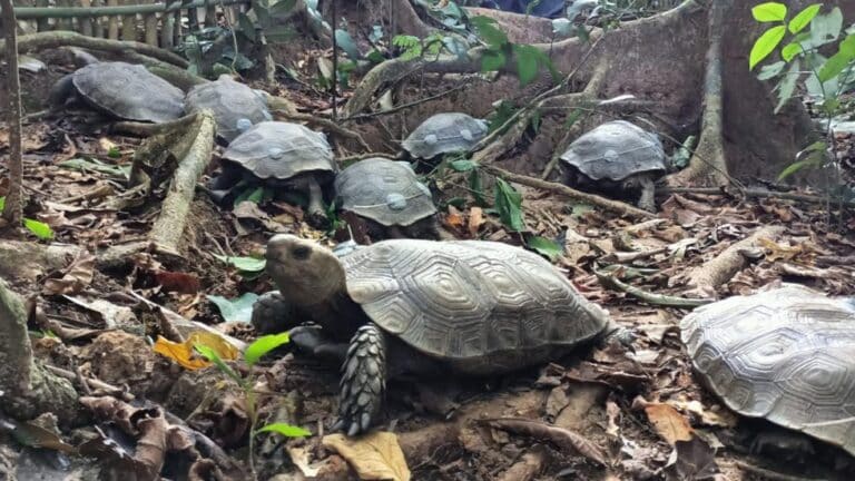 Captive Asian Giant Tortoise juveniles released