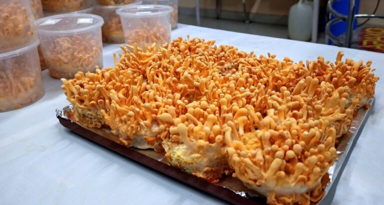 Cordy gold nanoparticles (Cor-AuNPs)