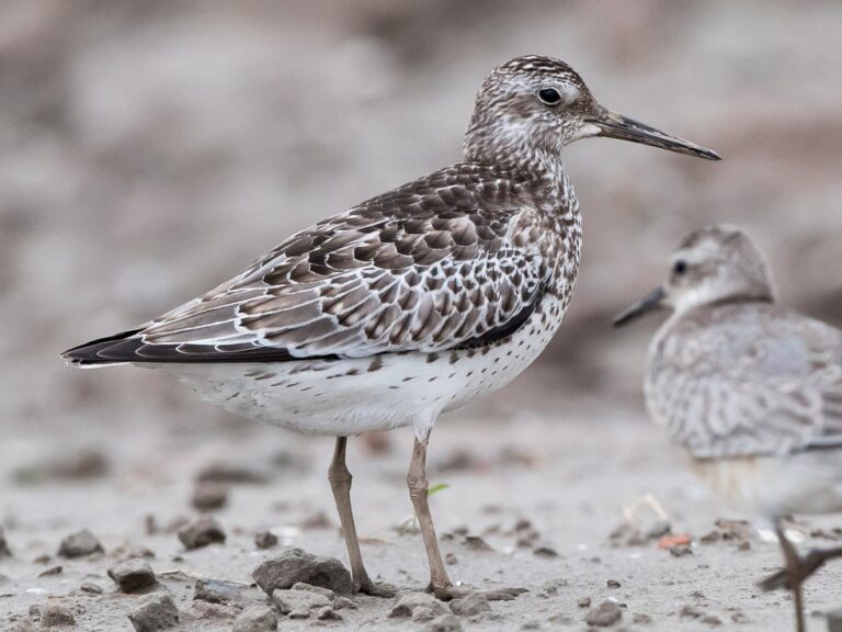 Great Knot
