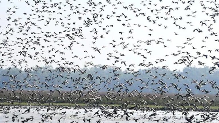 Greybellied Wren Babbler
