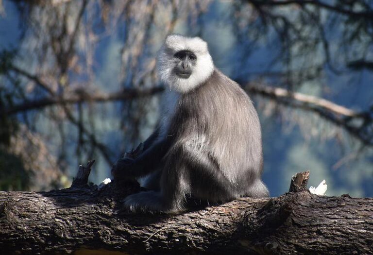 Himalayan Gray Langur