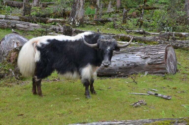 Himalayan Yak