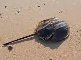 Horseshoe Crabs