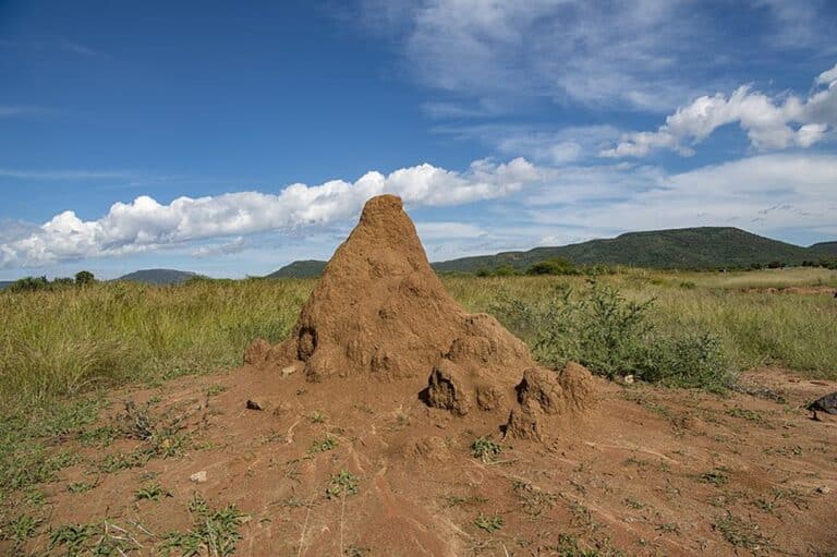 How termite behaviour is linked to a warming world?