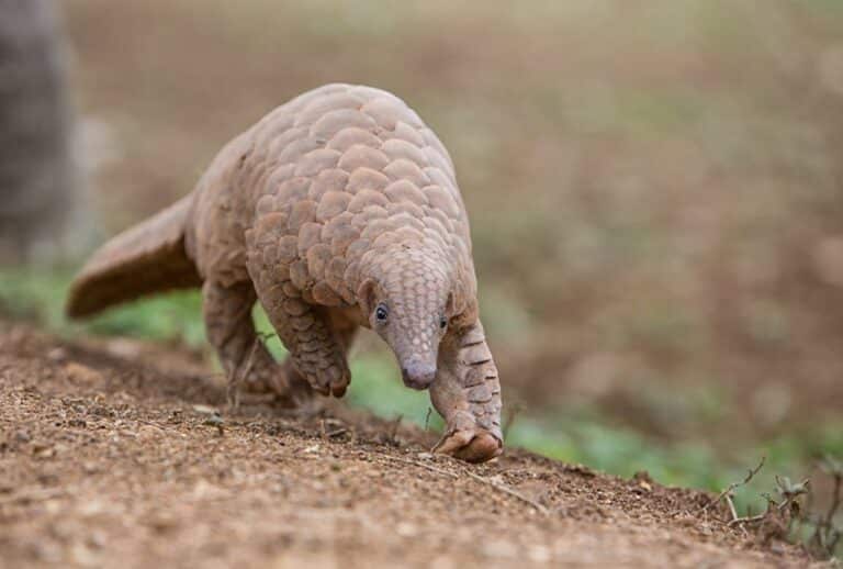 Indian Pangolin