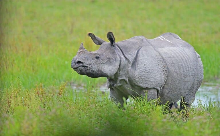 Indian Rhinoceros