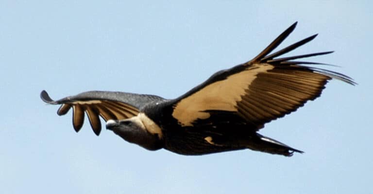Indian White-backed Vulture