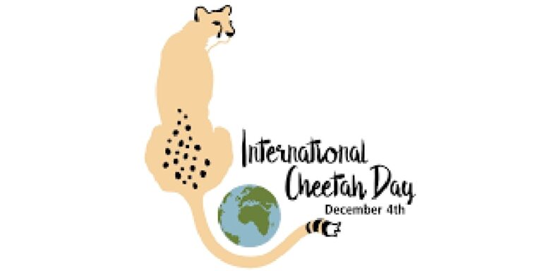International Cheetah Day Celebration