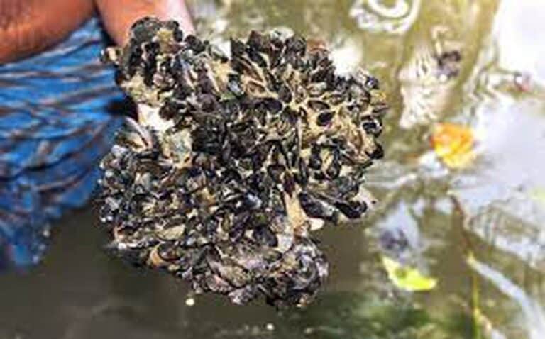 Invasive mussel species in Ennore and Pulicat