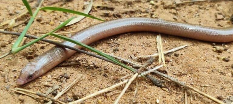 Kambalakonda Wildlife Sanctuary