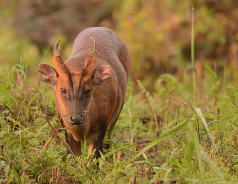 Katepurna Wildlife Sanctuary