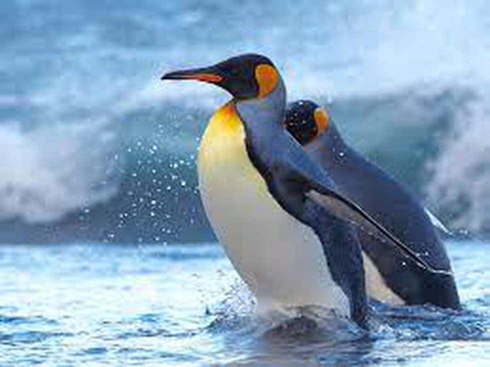 King Penguin live on Antarctic and sub –Antarctic.