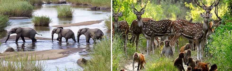 Koundinya Wildlife Sanctuary