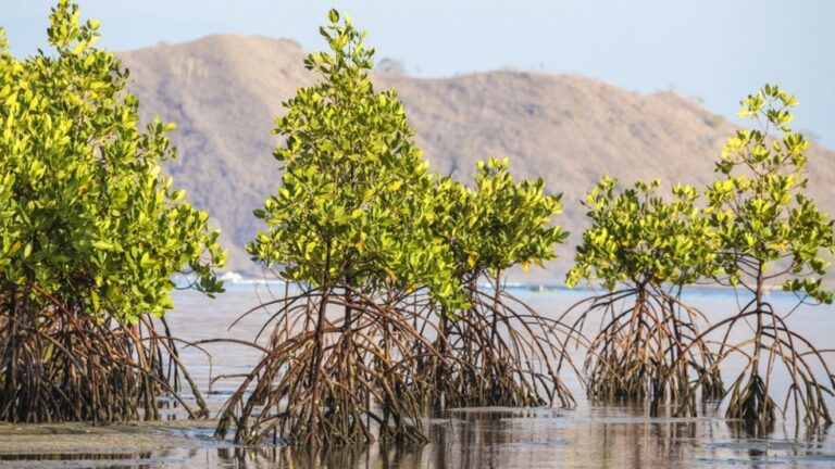 Mangrove Alliance for Climate (MAC)