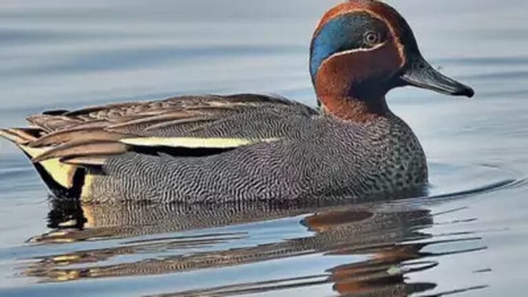 Migratory Bird Species