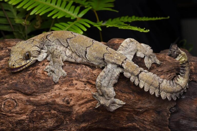 Mizoram Parachute Gecko