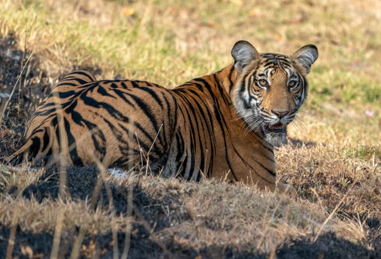 Nagarahole Tiger Reserve