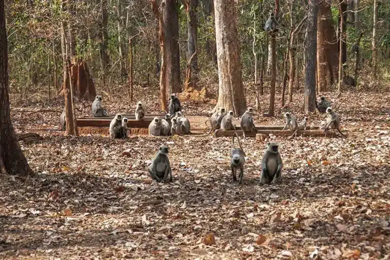 Nawegaon Nagzira Tiger Reserve (NNTR)