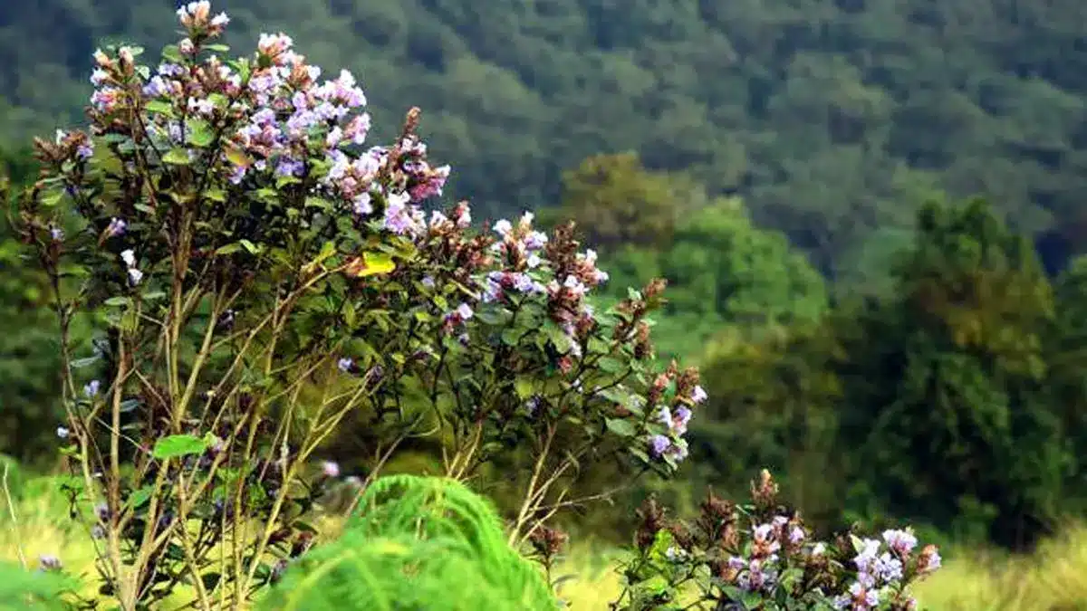 Neelakurinji