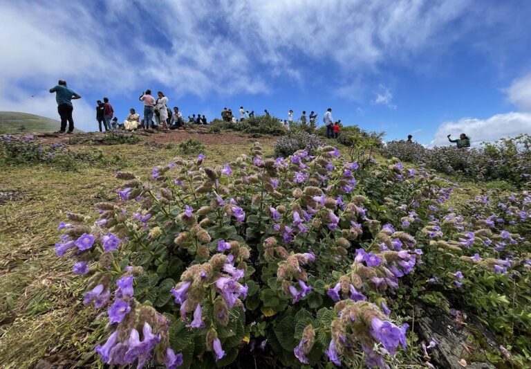 Neelakurinji Flower Blooms