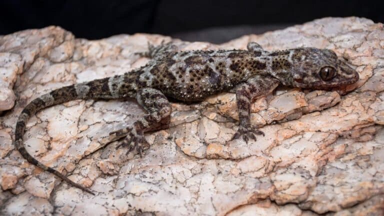 New Species of Gecko