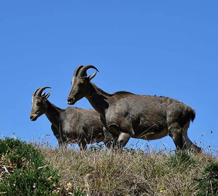Nilgiri Tahr Conservation Project
