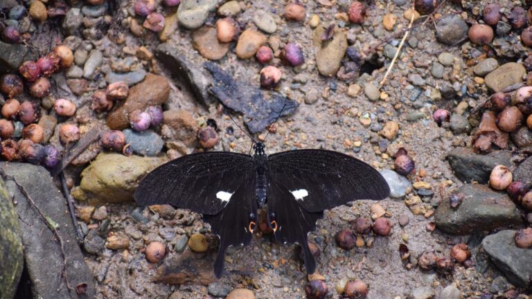 Noble’s Helen Butterfly