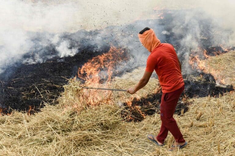 Paddy straw pelletisation and torrefaction plants