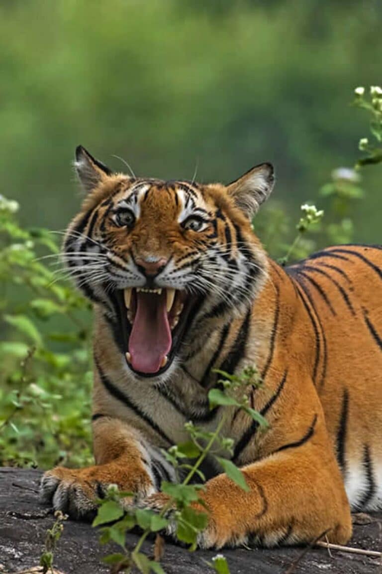 PM2 elephant acclimatising in Mudumalai Tiger Reserve