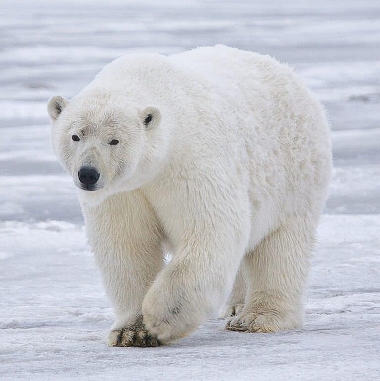 Polar bears in Canada’s Western Hudson Bay dying at a fast rate