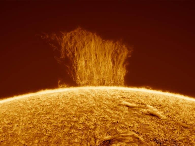 Polar Crown Prominences
