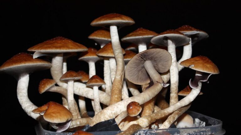 What is Psychedelics?