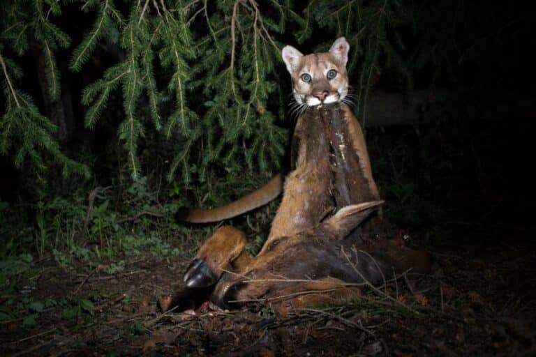 Puma (Puma concolor)