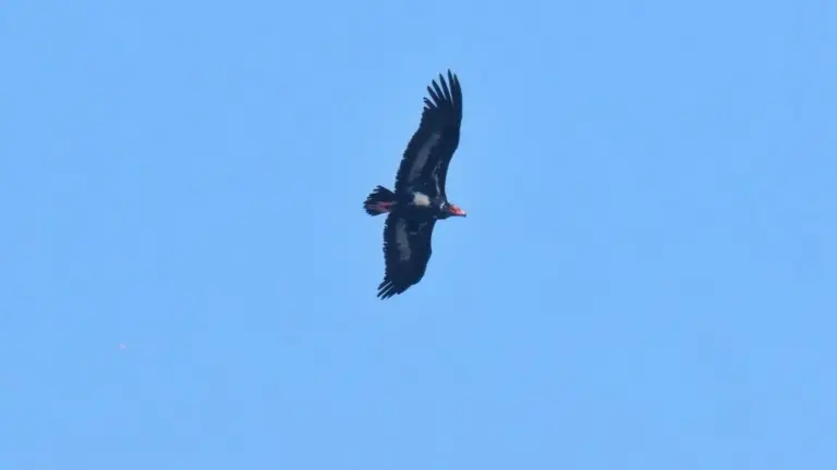Red-headed vulture is critically endangered