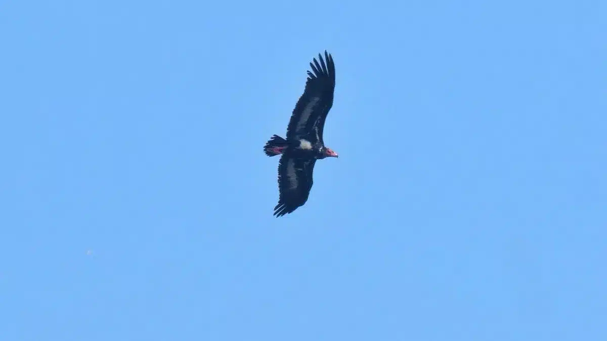 Red-headed vulture is critically endangered