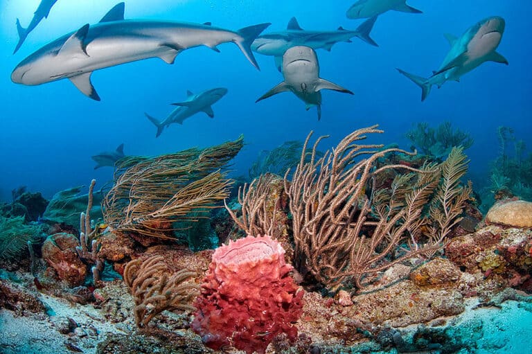 Reef Sharks