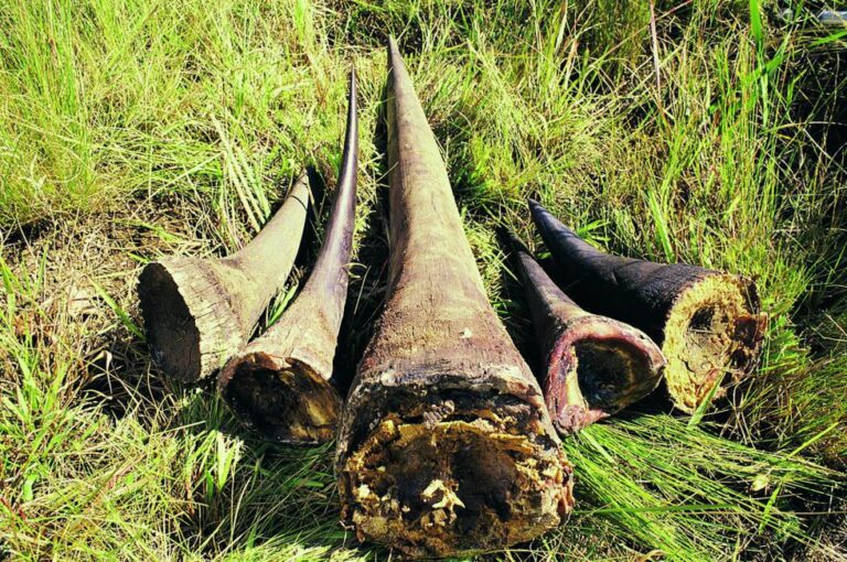 Rhino Horns