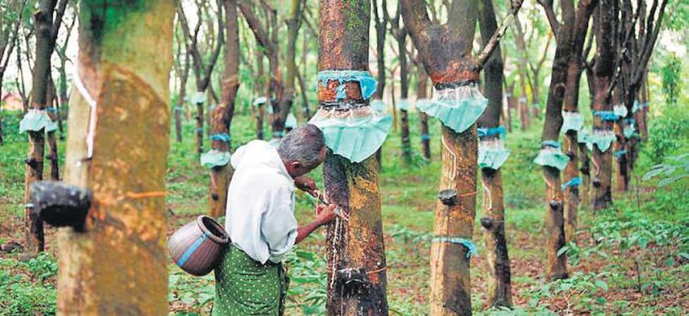 Rubber Plantations in India