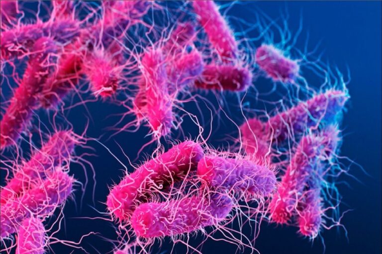 Salmonella Tphimurium DT104